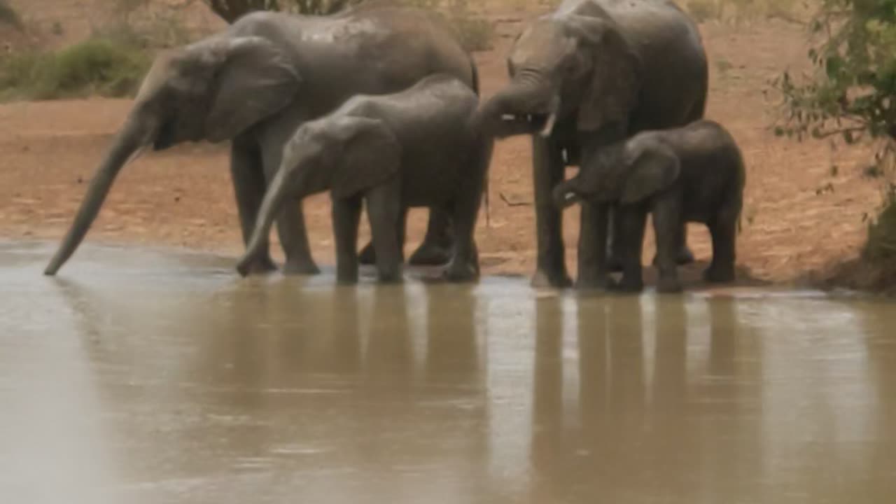 Elephants are drinking water with a baby