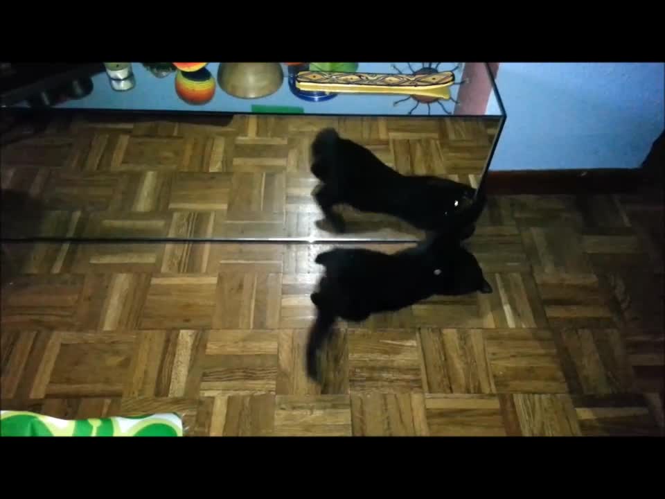 Cat plays in front of a mirror - Gato juega frente a un espejo