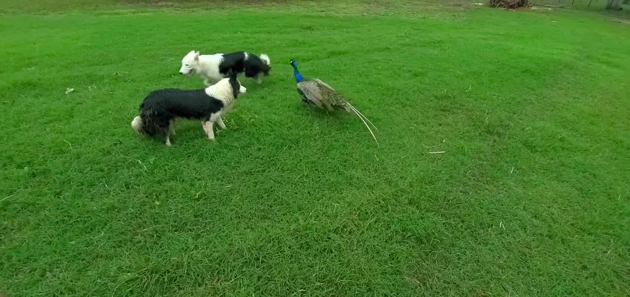 Dog And Peacock