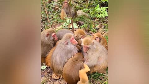 There's a get-together 😂🐒 #monkey