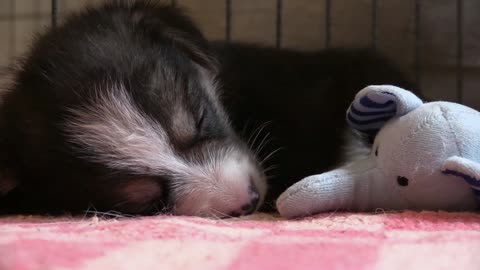 Cute puppy sleeping 😍