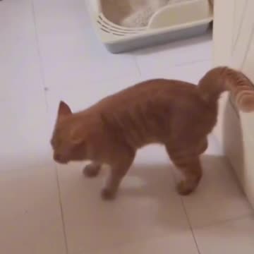 Cat fashion week 😂😂😂