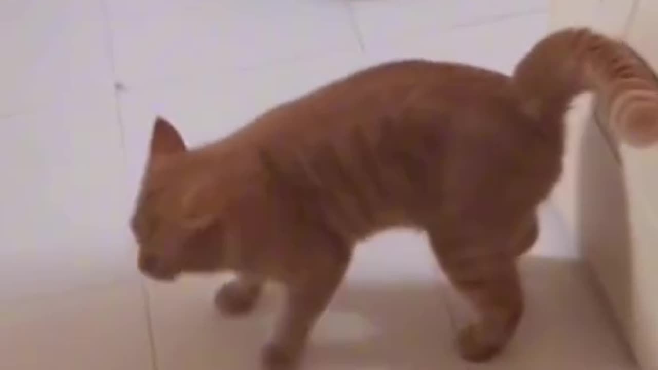 Cat fashion week 😂😂😂