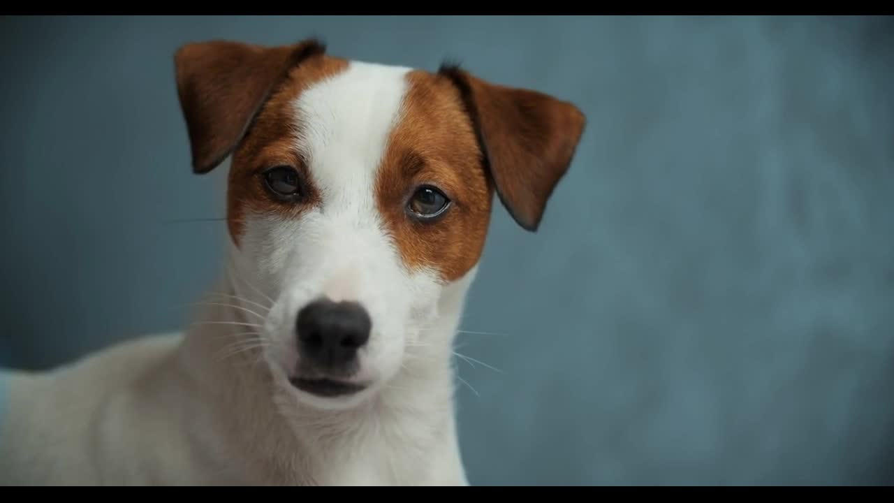 Dog breed Jack Russell looks at the camera on a uniform background