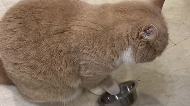 E ESSE GATO QUE NÃO PARA DE BATER A TIGELA ATÉ GANHAR COMIDA