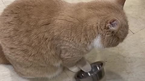 E ESSE GATO QUE NÃO PARA DE BATER A TIGELA ATÉ GANHAR COMIDA