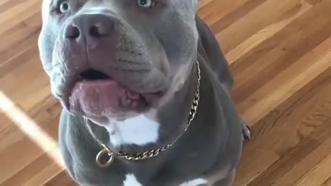 How to train a pit bull puppy