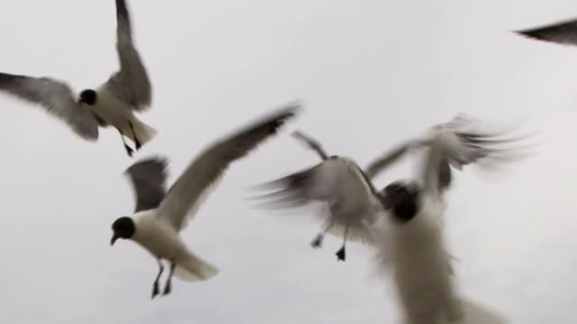 Seagulls flying on a rainy day