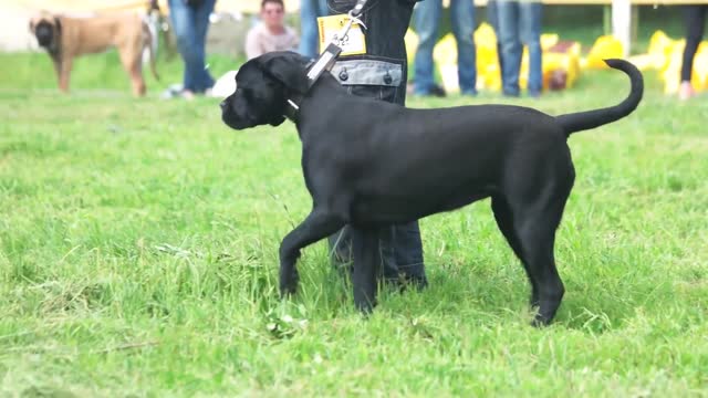 🐕 Basic Dog Training – TOP 10 Essential Commands Every Dog Should Know