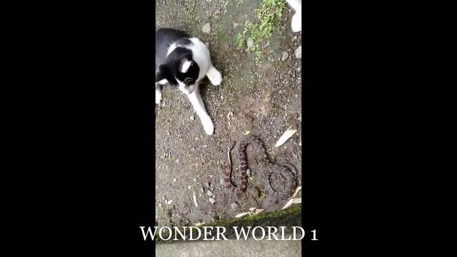 Dangerous Snake Fight With Cats