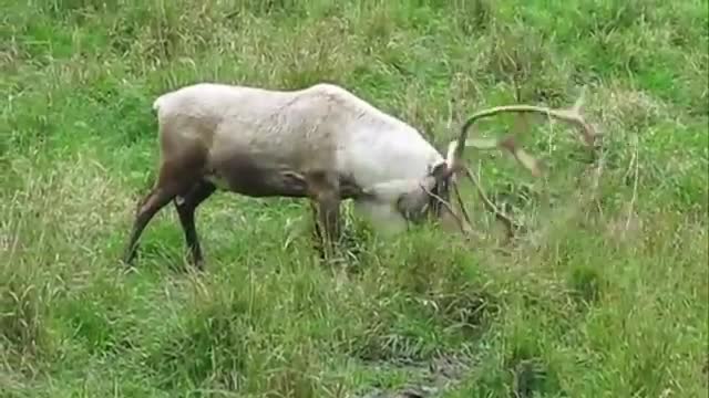 Wild animal