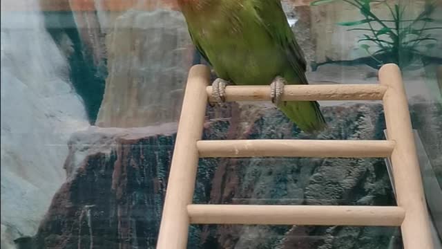 Parrot Green-Cheeked Conure