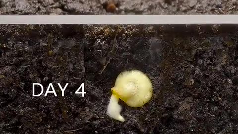 Growing red bell pepper 🌶️ plant time labse
