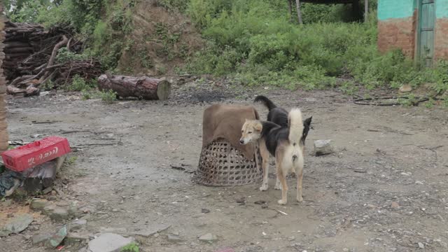 Beautiful dogs playing in Nepali Mountain Village.