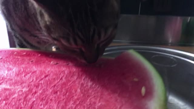 Do cats eat fruit and berries? #1