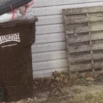 Squirrel trying to sneak into neighbor’s trash can