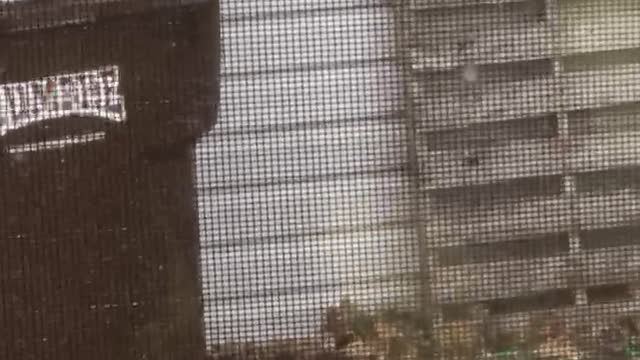 Squirrel trying to sneak into neighbor’s trash can