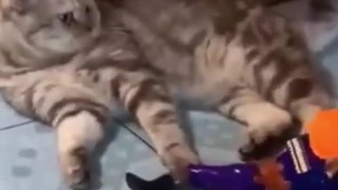 Cat vs Military Man Let's Fight