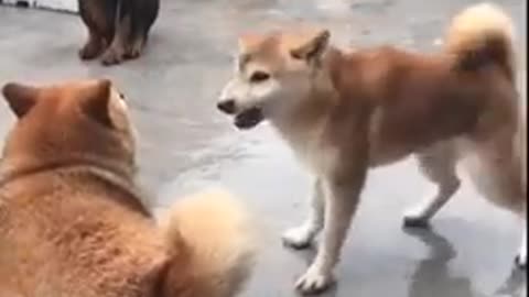 funny dog