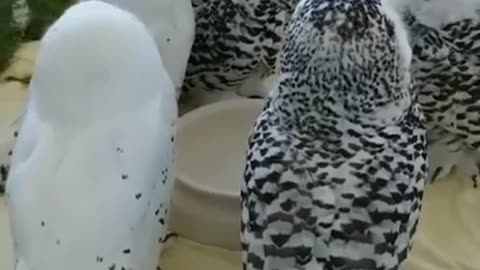 Mutual Conversation Of Beautiful Owls #shorts #viral #shortsvideo #video