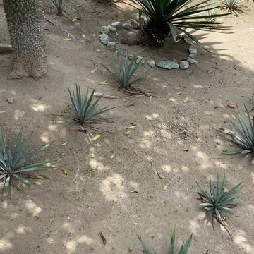 Agave plant farm!