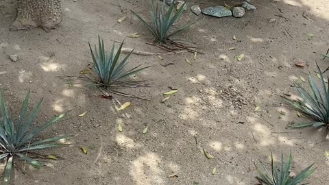 Agave plant farm!