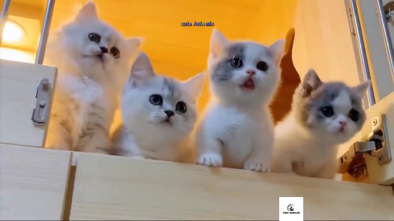 Baby Cats - Cute and Funny Cat Videos |#babycat #funnycats #aww #animals #cutecat