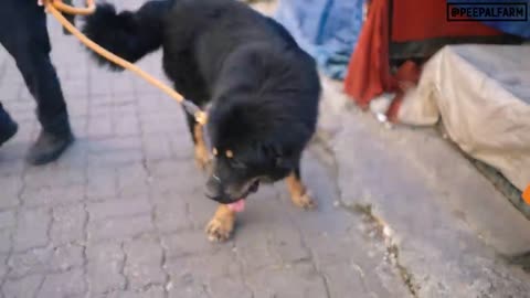 Big Tibetan mastiff dog - how aggressive, how expensive?