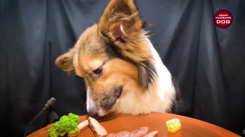 Dog Eating STEAK🦮