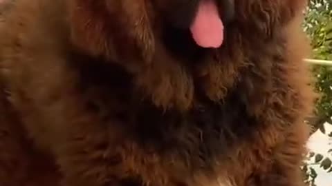 Cute and Funny Dog