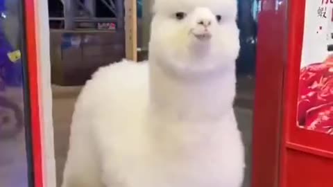 An alpaca walks into a restaurant in Hangzhou. No idea why...