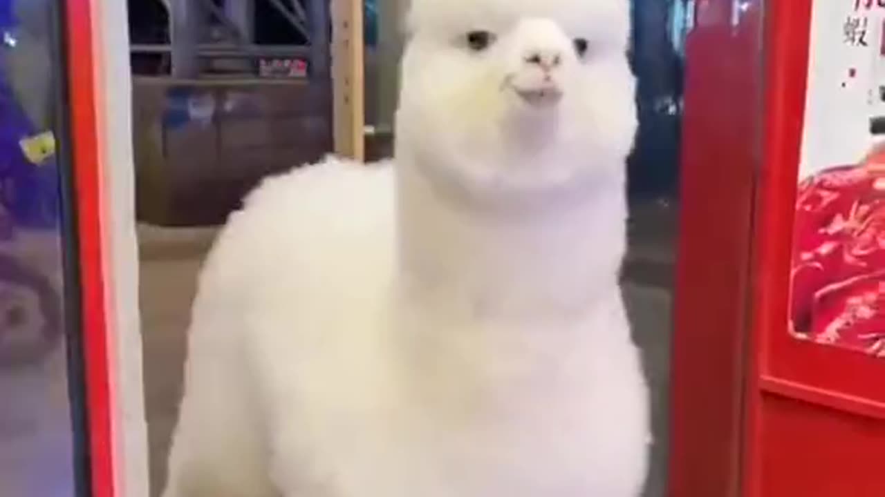 An alpaca walks into a restaurant in Hangzhou. No idea why...