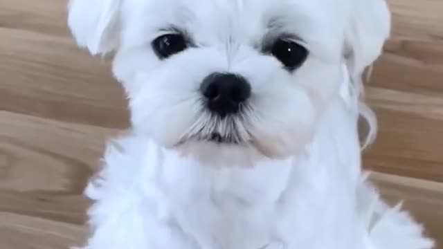 They Are Very Cute And Adorable