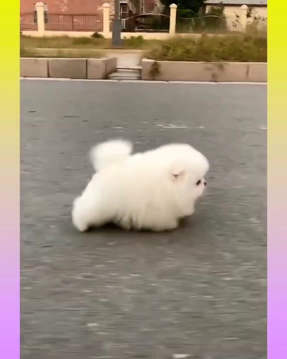 My Pet Go to home So sweet #rumble