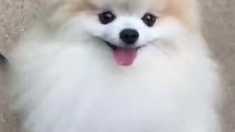 Cute dog