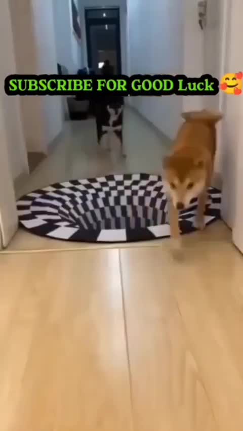 dogs are jumping the hole