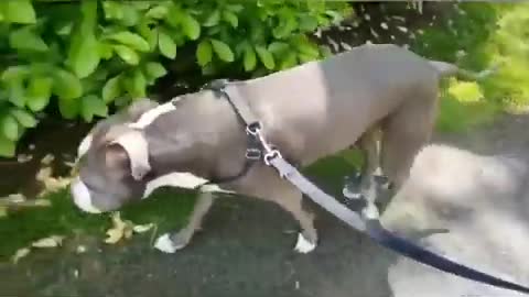 American bulldog training