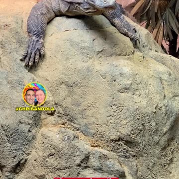 Ever seen a Komodo dragon? #explore