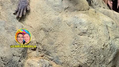 Ever seen a Komodo dragon? #explore