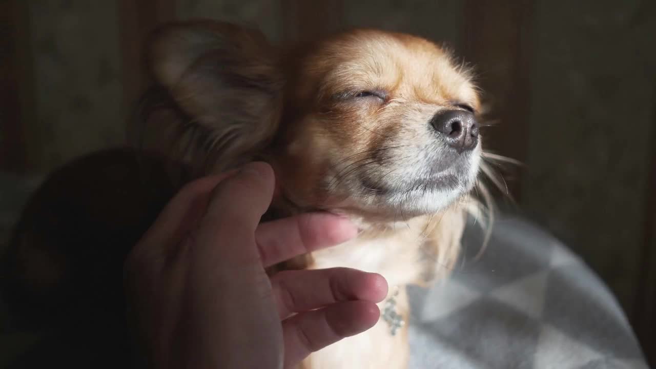 female hand stroking adorable funny longhair chihuaha dog. Very cute pet