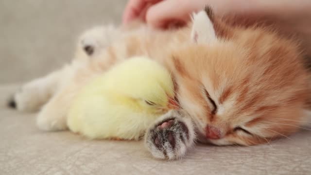 Fluffy orange meets egg yolk