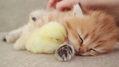 Fluffy orange meets egg yolk