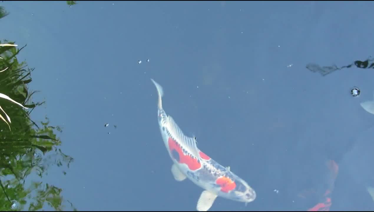 Fish koi