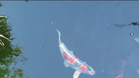 Fish koi