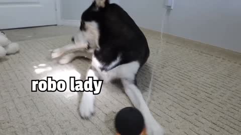 HUSKY Gets Woken Up By ALEXA! (She get angry)