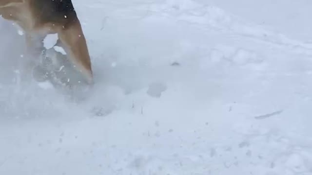 My German Shepherd Athena playing in the snow