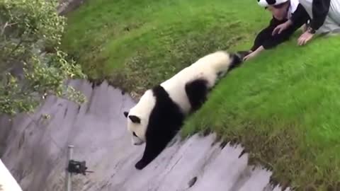 Very funny panda)