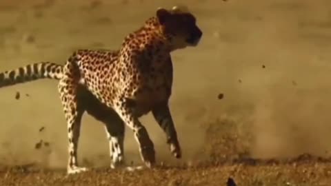 Animals funny video