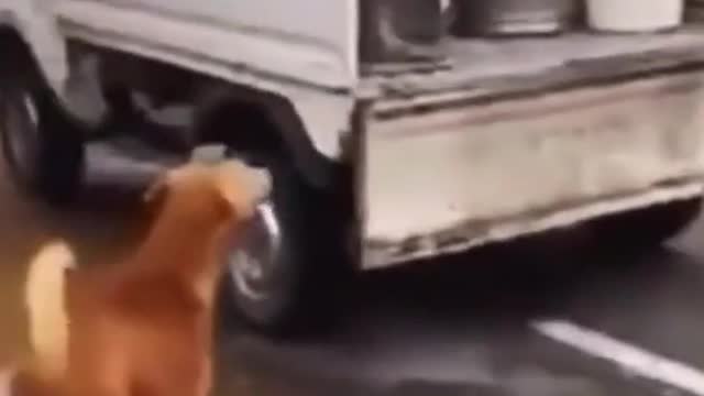 I have been waiting for a long time # cute pet # care for stray dogs