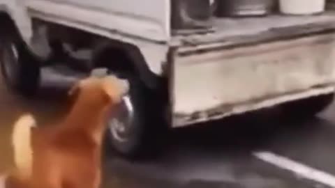 I have been waiting for a long time # cute pet # care for stray dogs